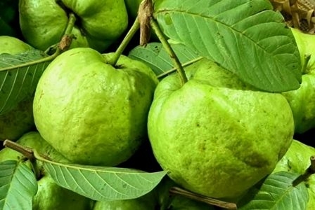 KỸ THUẬT TRỒNG VÀ CHĂM SÓC CÂY ỔI