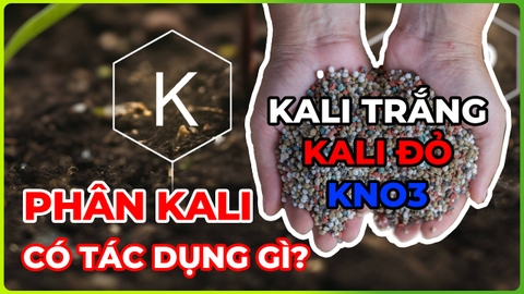 Kali trắng | Kali đỏ | KNO3!!! Phân Kali có tác dụng gì?