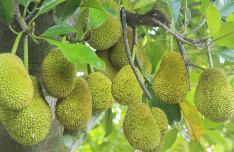 HƯỚNG DẪN TRỒNG MÍT BẰNG HẠT TẠI NHÀ