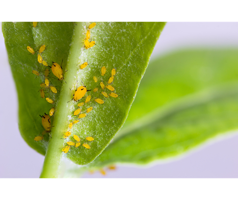 1 Số hợp chất kiểm soát sâu hiệu quả (P1)