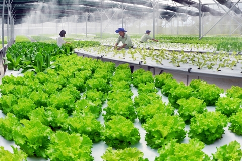 RAU SẠCH THÌ NÊN BÓN PHÂN GÌ HIỆU QUẢ