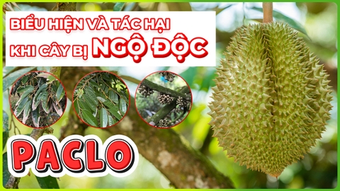 Ngộ độc Paclo!! | Các biểu hiện và tác hại khi cây bị ngộ độc!!!