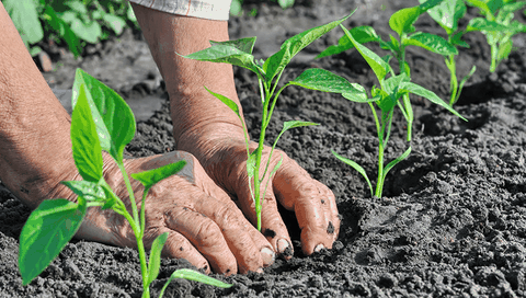 PHÂN BIỆT PHÂN HỮU CƠ VI SINH VÀ PHÂN VI SINH