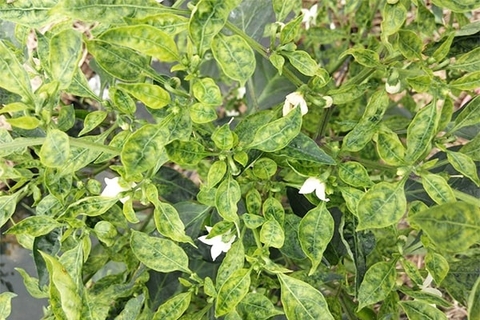 BỆNH XOĂN LÁ Ở CÂY TRỒNG