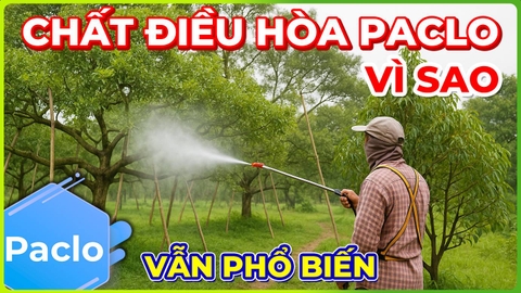 Chất điều hòa Paclo | Nguy Cơ Quá Liều & Vì Sao Vẫn Phổ Biến!!!