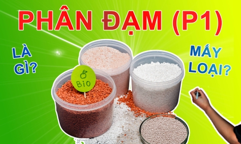 Phân đạm là gì? Phân đạm có tác dụng gì?