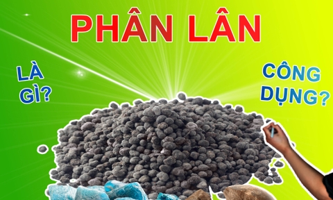 Lân Nung, Lân Đơn, Lân Kép!!! Phân Lân Có Tác Dụng gì?