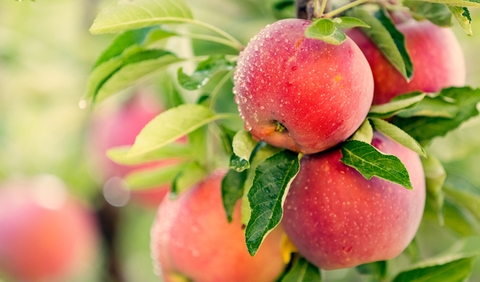 NHỮNG SAI LẦM THƯỜNG GẶP KHI BÓN PHÂN