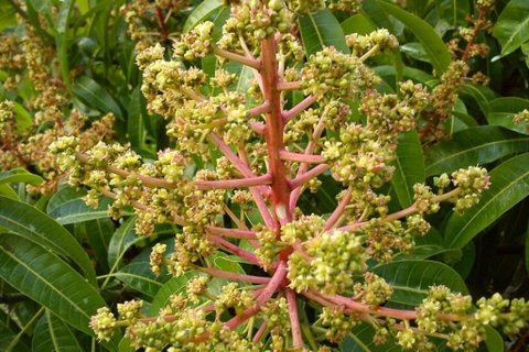 QUY TRÌNH LÀM BÔNG XOÀI