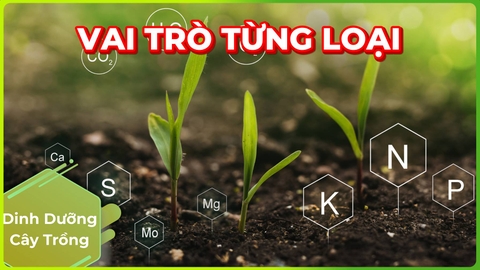 Chất Dinh Dưỡng Cho Cây | Công Dụng Từng Loại!!