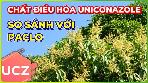 Chất Điều Hòa Uniconazole | Có Điểm Gì Khác Với Paclo?!!