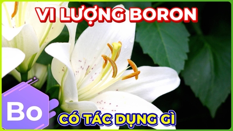 Vi Lượng Boron | Sức sống của phấn hoa!!!