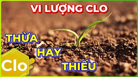 Vi Lượng Clo | Tại Sao Đất Bị Dư Thừa Clo?!!