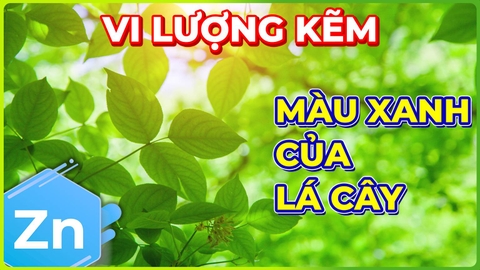 Vi Lượng Kẽm | Màu Xanh Của Lá Cây!!!
