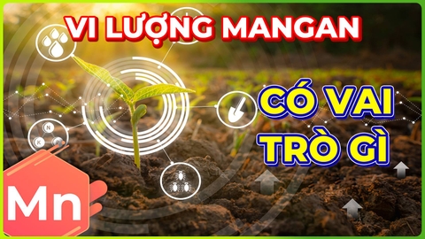 Vi Lượng Mangan | Nguyên Tố Quang Hợp!!!