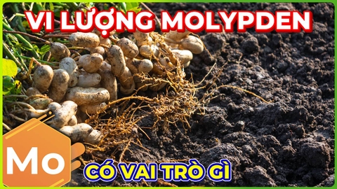 Vi Lượng Molypden | Tăng Cường Hấp Thu Đạm!!!