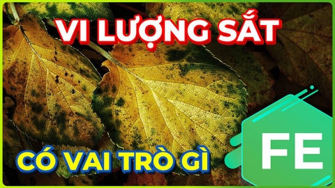 Lá non chuyển vàng do đâu?! Vi Lượng Sắt Có Tác Dụng Gì?
