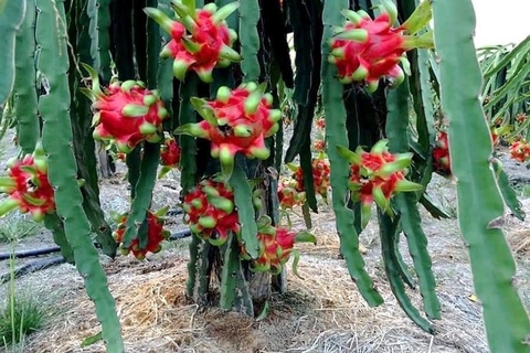 KỸ THUẬT BÓN PHÂN CÂY THANH LONG