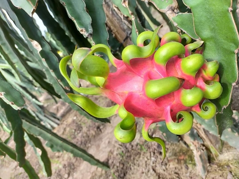 MỘT SỐ SÂU BỆNH HẠI THƯỜNG GẶP TRÊN CÂY THANH LONG