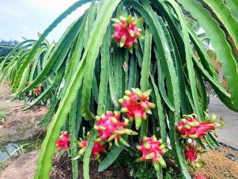 KỸ THUẬT TRỒNG CÂY THANH LONG