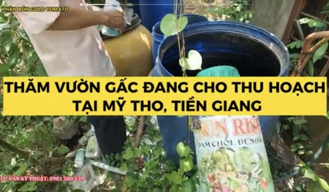 THĂM VƯỜN GẤC TẠI MỸ THO, TIỀN GIANG