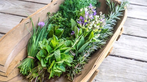 CÁC LOẠI RAU GIA VỊ ĐƯỢC TRỒNG PHỔ BIẾN TẠI VIỆT NAM