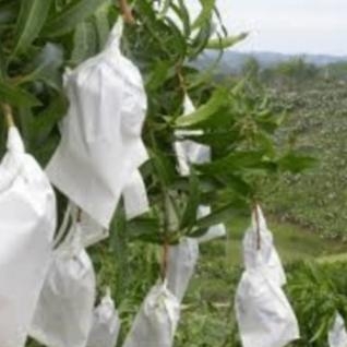 ( Sỉ) Combo 100 Túi lọc trà, cà phê vải không dệt có dây rút - Túi lọc nhiều kích thước