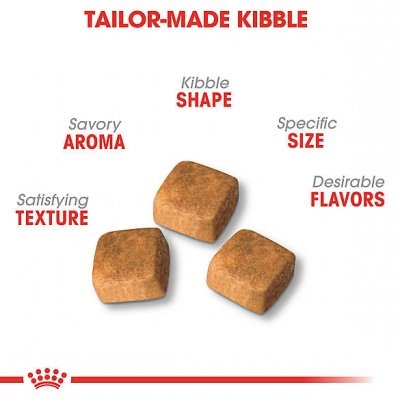 Hạt Kitten Persian Royal Canin Mèo con giống Ba Tư