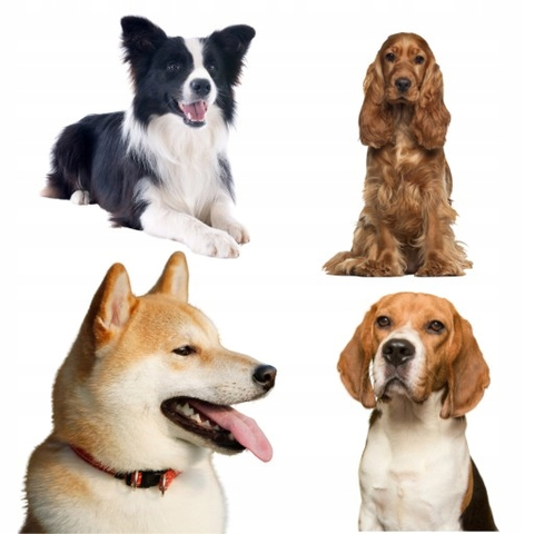 Hạt BRIT Premium by Nature ADULT M cho Chó giống nhỡ