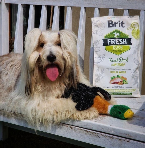 Hạt BRIT Fresh DUCK with Millet Active Run & Work cho Chó trưởng thành