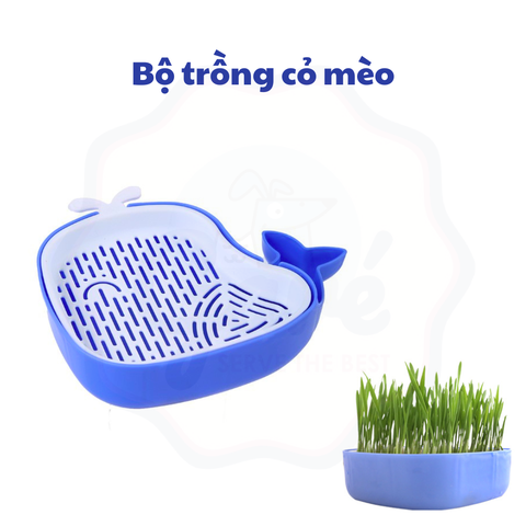 Hộp trồng cỏ mèo hình cá