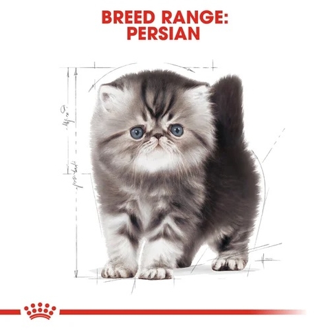 Hạt Kitten Persian Royal Canin Mèo con giống Ba Tư