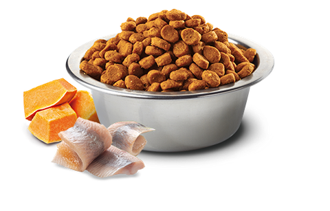 Hạt Adult Cat Ocean -Herring Pumpkin Orange Farmina N&D | Cá trích Bí ngô Cam chco Mèo trưởng thành