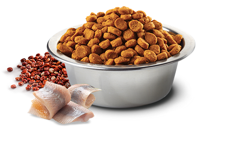 Hạt Adult CAT Quinoa Skin&Coat -Herring, Quinoa, Coconut, Turmeric Farmina N&D | Đẹp da lông Cá trích, Diêm mạch, Dừa, Nghệ Mèo trưởng thành