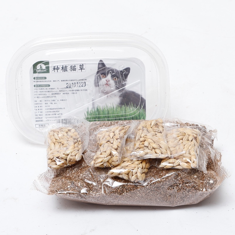 Kit trồng cỏ mèo Grass Kit