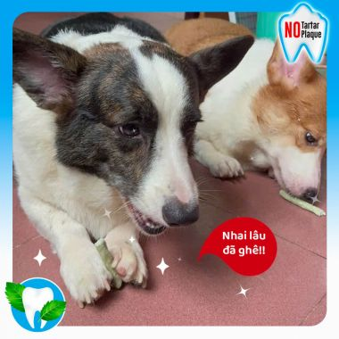 Que dai da bò thơm miệng 120g Doggyman