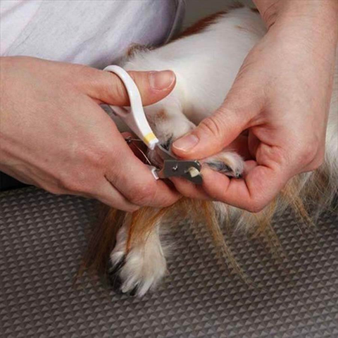 Kéo cắt móng HS cho chó Doggyman