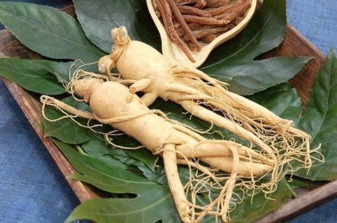 Nhân sâm củ tươi 6 năm tuổi