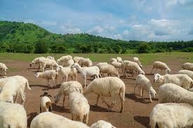DU LỊCH VŨNG TÀU: NÔNG TRẠI CỪU BẾN DU THUYỀN MARINA -CÁP TREO HỒ MÂY - 2 NGÀY 1 ĐÊM