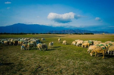DU LỊCH VŨNG TÀU: NÔNG TRẠI CỪU BẾN DU THUYỀN MARINA -CÁP TREO HỒ MÂY - 2 NGÀY 1