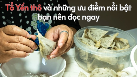 Tổ Yến thô và những ưu điểm nổi bật bạn nên đọc ngay