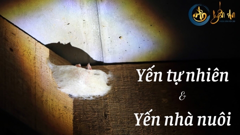 So sánh giữa Yến tự nhiên (Yến đảo) và Yến nhà nuôi (Yến bán đảo)