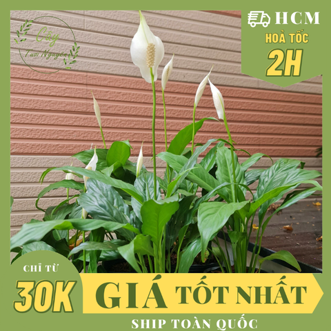 CÂY LAN Ý SIÊU BÔNG, (cao 20cm), Cây cảnh, dễ trồng GIÁ RẺ, nở quanh năm, Cây Tươi Nguyên CTN0810