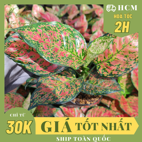 CÂY VẠN LỘC (THIÊN PHÚ), (cao 25cm), cây cảnh Trong nhà, kiểng lá mini để bàn Văn phòng đẹp, hợp Phong thuỷ, GIÁ RẺ, lọc không khí, Cây Tươi Nguyên CTN1140