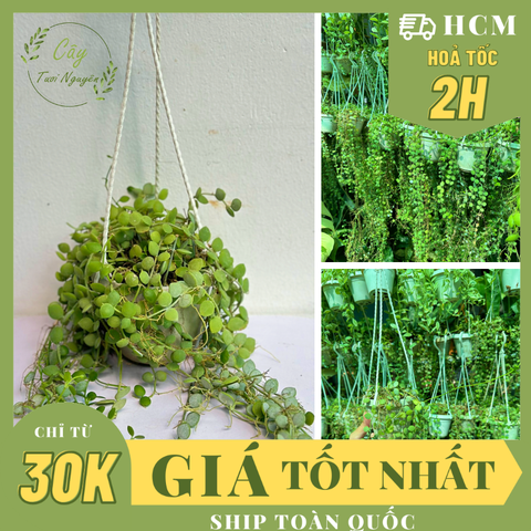 [CHẬU TRE0] CÂY LAN NÚT ÁO (LAN HẠT NGỌC)  ,(cao 5cm), cây cảnh Trong nhà, kiểng lá mini để bàn Văn phòng đẹp, GIÁ RẺ, lọc không khí, Cây Tươi Nguyên CTN1566