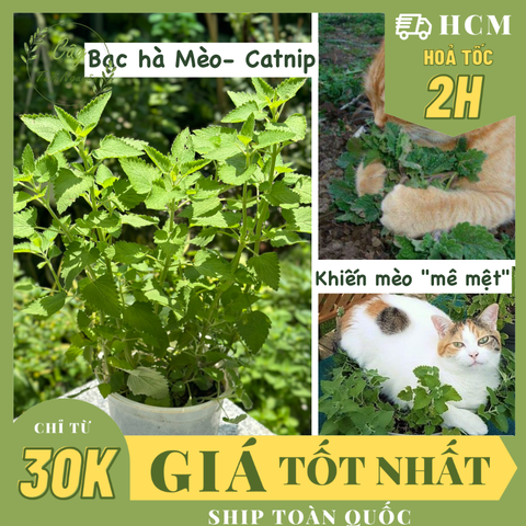 [CHỈ GIAO MIỀN NAM] CÂY BẠC HÀ MÈO- CATNIP, cỏ mèo (cao 25cm), giúp mèo 