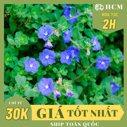 CÂY HOA THANH TÚ, (cao 20cm), Cây cảnh, dễ trồng GIÁ RẺ, nở quanh năm, Cây Tươi Nguyên CTN0300