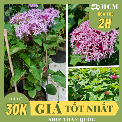 [GIỐNG MỚI] CÂY HOA TRANG THƠM hoa mùi thơm nhẹ ,(cao 35cm), Hoa giống cảnh sân vườn dễ trồng GIÁ RẺ,Cây Tươi Nguyên