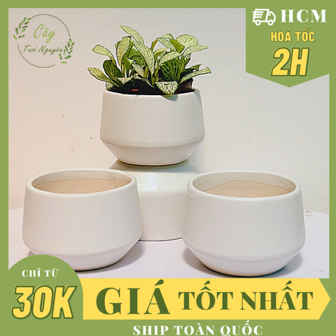 CHẬU KIM CƯƠNG BẸT TRÁNG MEN (8*6 cm) (1 chậu), tráng men, chậu cây mini, sen đá, xương rồng Cây Tươi Nguyên CTN1544