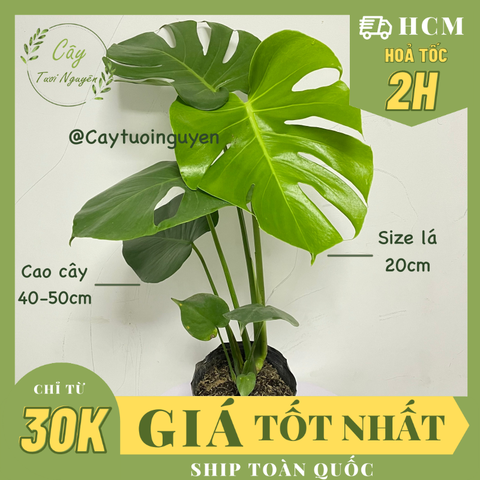 CÂY TRẦU BÀ LÁ XẺ NAM MỸ (MONSTERA) 3 Size,(cao 40-50cm), cây phong thủy hút tài lộc để bàn mini GIÁ RẺ, lọc không khí, Cây Tươi Nguyên CTN0890